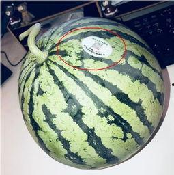 外国网红吃瓜,揭秘吃瓜界的狂欢盛宴！